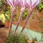 Collecion de MontseReus
