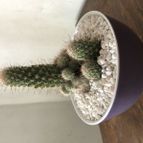 Collecion de Moranov