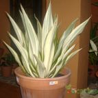 Collecion de Mr-Tunera