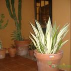 Collecion de Mr-Tunera