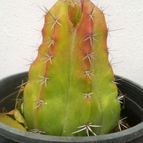 Collecion de Mr-Tunera