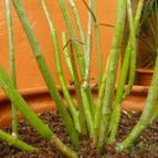 Collecion de Mr-Tunera