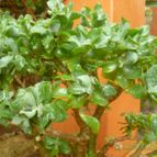 Collecion de Mr-Tunera