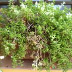 Collecion de Mr-Tunera