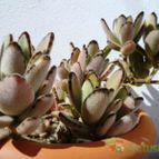 Collecion de Mr-Tunera