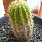 Collecion de Mr-Tunera