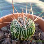 Collecion de Mr-Tunera