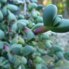 Collecion de Mr-Tunera