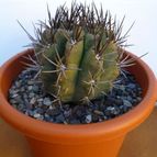 Collecion de Mr-Tunera