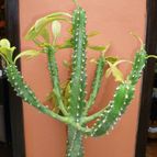 Collecion de Mr-Tunera