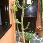 Collecion de Mr-Tunera