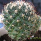 Collecion de Mrkos1