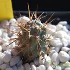 Cylindropuntia alcahes