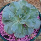 Collecion de Namaste