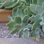 Collecion de Namaste