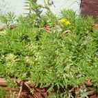 Collecion de Namaste