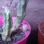 Collecion de Namaste