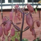 Collecion de Namaste