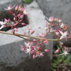 Collecion de Namaste