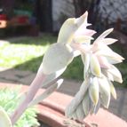 Collecion de Namaste