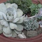 Collecion de Namaste