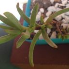 Collecion de Namaste
