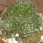 Collecion de Nana.sgamboa