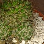 Collecion de Nana.sgamboa