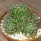 Collecion de Nana.sgamboa