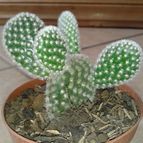 Collecion de Nana.sgamboa