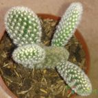 Collecion de Nana.sgamboa