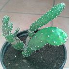 Collecion de Nana.sgamboa