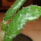 Collecion de Nana.sgamboa