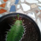 Collecion de Nana.sgamboa