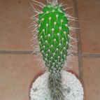 Collecion de Nana.sgamboa