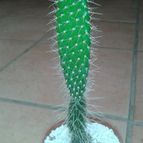 Collecion de Nana.sgamboa