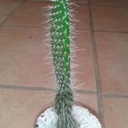 Collecion de Nana.sgamboa