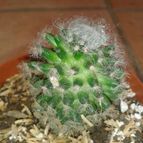 Collecion de Nana.sgamboa