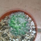 Collecion de Nana.sgamboa