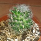 Collecion de Nana.sgamboa