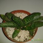 Collecion de Nana.sgamboa