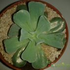 Collecion de Nana.sgamboa
