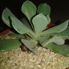 Collecion de Nana.sgamboa