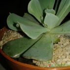 Collecion de Nana.sgamboa