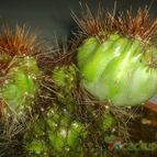 Collecion de Nana.sgamboa