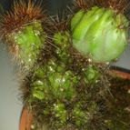 Collecion de Nana.sgamboa