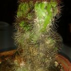 Collecion de Nana.sgamboa