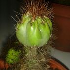 Collecion de Nana.sgamboa