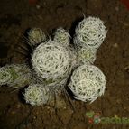 Collecion de Nana.sgamboa