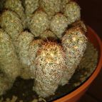 Collecion de Nana.sgamboa
